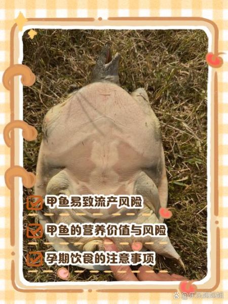 孕妇甲鱼能吃吗_怀孕吃甲鱼安全吗-第2张图片-星辰妙记 孕妇甲鱼能吃吗_怀孕吃甲鱼安全吗-第2张图片-星辰妙记