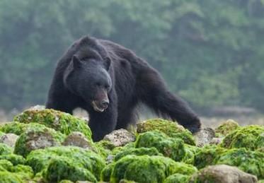 孕妇梦见黑熊追自己_是什么意思-第1张图片-星辰妙记 孕妇梦见黑熊追自己_是什么意思-第1张图片-星辰妙记