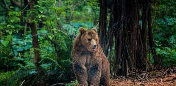 孕妇梦见黑熊追自己_是什么意思-第2张图片-星辰妙记 孕妇梦见黑熊追自己_是什么意思-第2张图片-星辰妙记