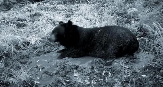 孕妇梦见黑熊追自己_是什么意思-第3张图片-星辰妙记 孕妇梦见黑熊追自己_是什么意思-第3张图片-星辰妙记