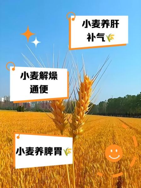 孕妇可以吃小麦吗_孕期吃小麦的注意事项-第2张图片-星辰妙记 孕妇可以吃小麦吗_孕期吃小麦的注意事项-第2张图片-星辰妙记