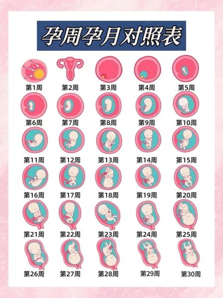 孕妇周期怎么计算_怀孕各阶段注意事项-第1张图片-星辰妙记 孕妇周期怎么计算_怀孕各阶段注意事项-第1张图片-星辰妙记