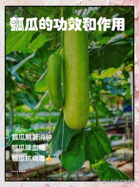 孕妇能吃葫芦瓜吗_葫芦瓜对胎儿有影响吗-第1张图片-星辰妙记 孕妇能吃葫芦瓜吗_葫芦瓜对胎儿有影响吗-第1张图片-星辰妙记