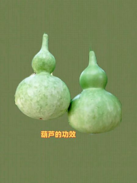 孕妇能吃葫芦瓜吗_葫芦瓜对胎儿有影响吗-第3张图片-星辰妙记 孕妇能吃葫芦瓜吗_葫芦瓜对胎儿有影响吗-第3张图片-星辰妙记