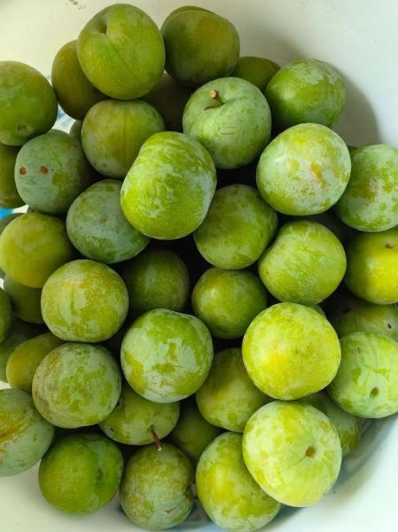 孕妇可以吃李子吗早期_孕早期吃李子注意事项-第2张图片-星辰妙记