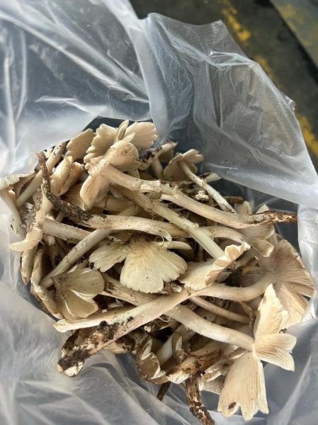 孕妇可以吃鸡纵菌吗_孕期吃鸡纵菌注意事项-第2张图片-星辰妙记 孕妇可以吃鸡纵菌吗_孕期吃鸡纵菌注意事项-第2张图片-星辰妙记