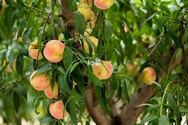 孕妇梦见瓜果是什么意思_孕妇梦见瓜果生男生女-第1张图片-星辰妙记 孕妇梦见瓜果是什么意思_孕妇梦见瓜果生男生女-第1张图片-星辰妙记