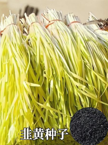 韭黄孕妇可以吃吗_孕妇吃韭黄注意事项-第2张图片-星辰妙记 韭黄孕妇可以吃吗_孕妇吃韭黄注意事项-第2张图片-星辰妙记