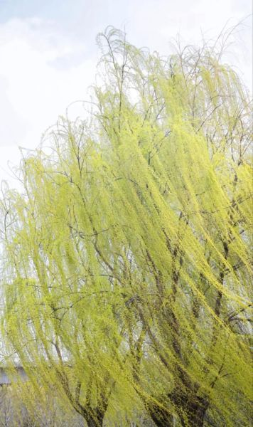 540镜头适合拍什么_540镜头画质怎么样-第2张图片-星辰妙记