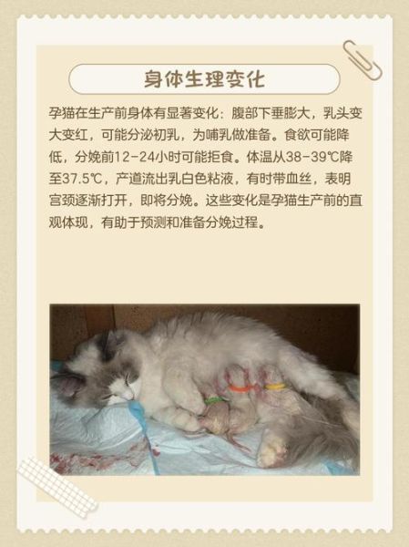 孕妇梦到猫是生男生女_孕妇梦见猫有什么预兆-第1张图片-星辰妙记