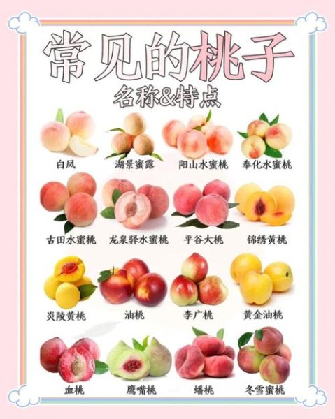 孕妇可以吃桃子吗_孕妇吃桃子注意事项-第1张图片-星辰妙记