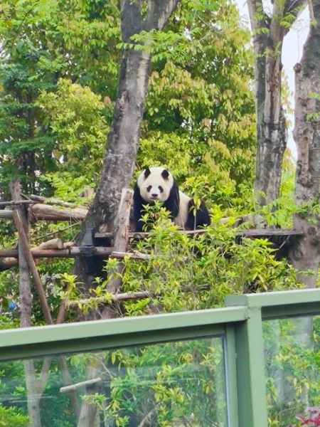 大熊猫为什么被视为国宝_大熊猫的栖息地在哪里-第1张图片-星辰妙记