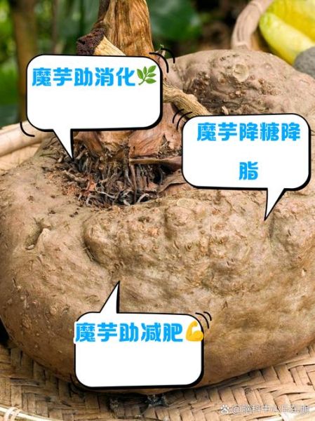 孕妇能吃魔芋吗_孕期吃魔芋的注意事项-第3张图片-星辰妙记