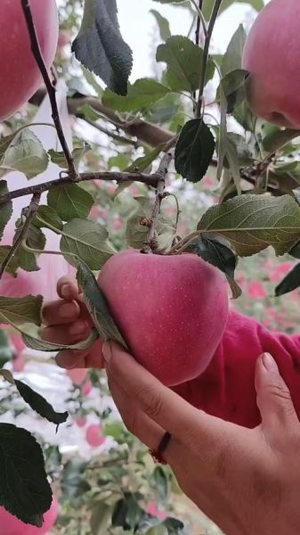 孕妇梦见摘苹果是什么意思_孕妇梦见摘苹果生男生女-第2张图片-星辰妙记