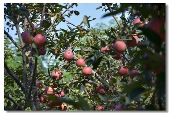 孕妇梦见摘苹果是什么意思_孕妇梦见摘苹果生男生女-第1张图片-星辰妙记