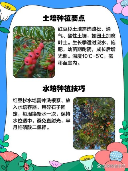 红豆杉对孕妇有影响吗_孕期接触红豆杉安全吗-第2张图片-星辰妙记