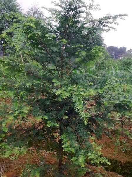 红豆杉对孕妇有影响吗_孕期接触红豆杉安全吗-第3张图片-星辰妙记