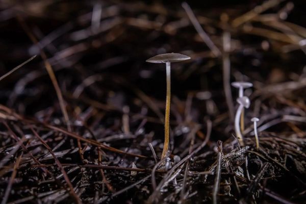 微距镜头怎么拍_微距镜头虚化背景技巧-第2张图片-星辰妙记