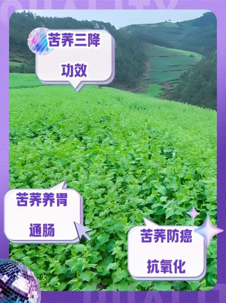 孕妇能吃苦荞吗_苦荞对孕妇的利弊-第3张图片-星辰妙记