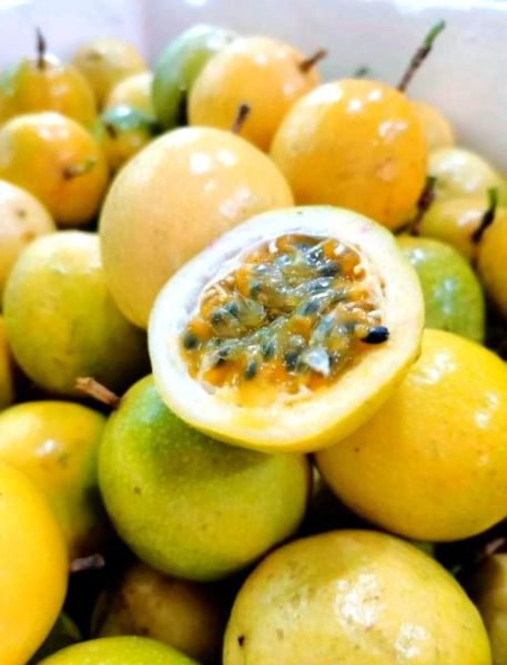 孕妇可以喝百香果水吗_百香果水对胎儿有影响吗-第1张图片-星辰妙记 孕妇可以喝百香果水吗_百香果水对胎儿有影响吗-第1张图片-星辰妙记