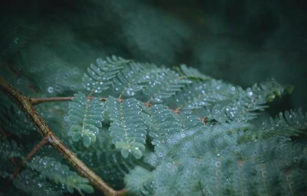 非凡的镜头是什么_非凡的镜头适合拍什么-第2张图片-星辰妙记 非凡的镜头是什么_非凡的镜头适合拍什么-第2张图片-星辰妙记