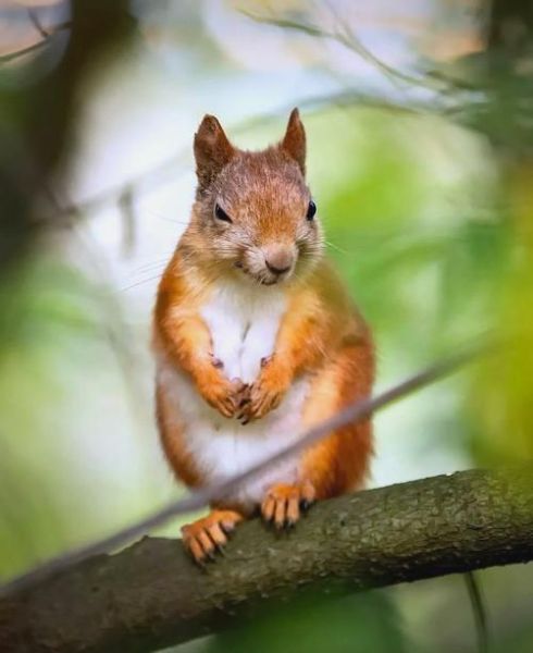 拍野生动物用什么镜头_野生动物摄影镜头推荐-第2张图片-星辰妙记 拍野生动物用什么镜头_野生动物摄影镜头推荐-第2张图片-星辰妙记