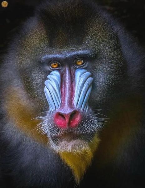 拍野生动物用什么镜头_野生动物摄影镜头推荐-第3张图片-星辰妙记 拍野生动物用什么镜头_野生动物摄影镜头推荐-第3张图片-星辰妙记