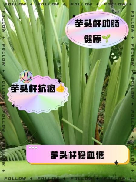 孕妇能吃芋头杆吗_芋头杆对孕妇安全吗-第2张图片-星辰妙记 孕妇能吃芋头杆吗_芋头杆对孕妇安全吗-第2张图片-星辰妙记