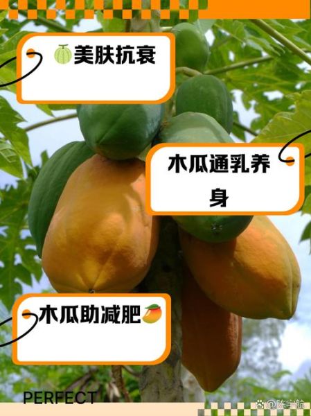 木瓜孕妇可以吃吗_孕期吃木瓜的注意事项-第2张图片-星辰妙记