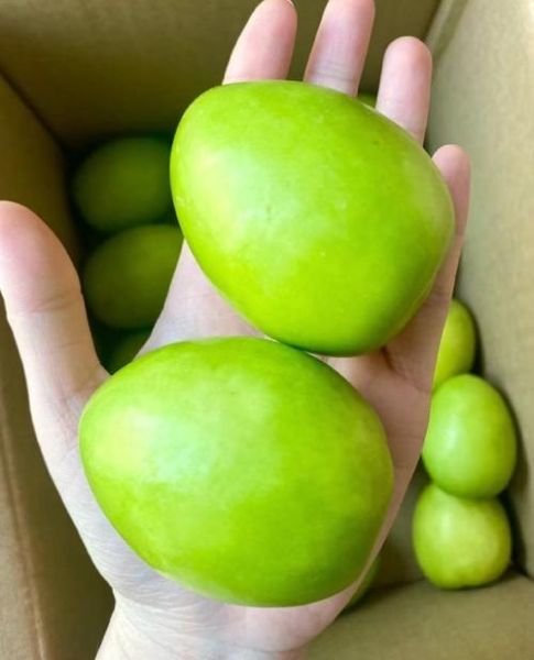 青枣孕妇可以吃吗_青枣孕期吃多少合适-第1张图片-星辰妙记