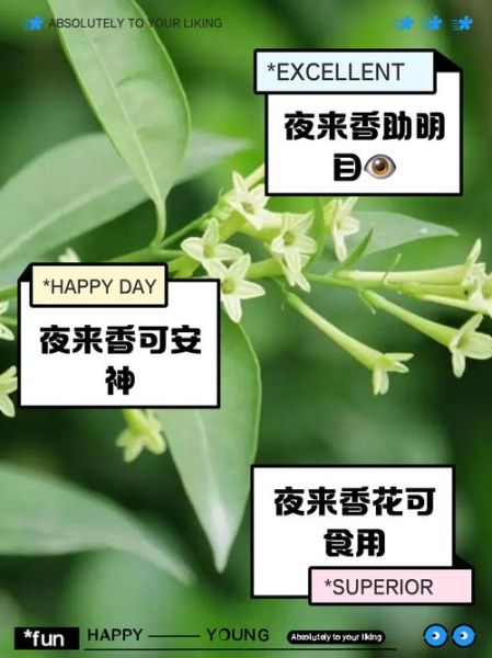 夜香花孕妇可以吃吗_夜香花对孕妇的影响-第1张图片-星辰妙记