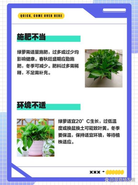 绿萝怎么养才能更旺盛_绿萝叶子发黄怎么办-第2张图片-星辰妙记