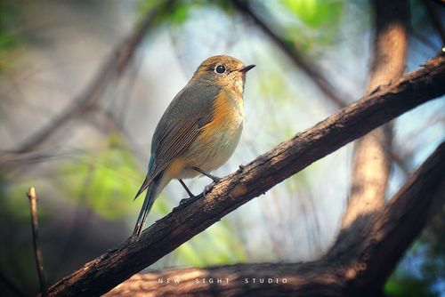 三阳折返镜头怎么样_三阳折返镜头值得买吗-第1张图片-星辰妙记