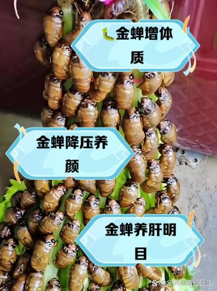 孕妇可以吃知了_知了营养价值及风险-第1张图片-星辰妙记