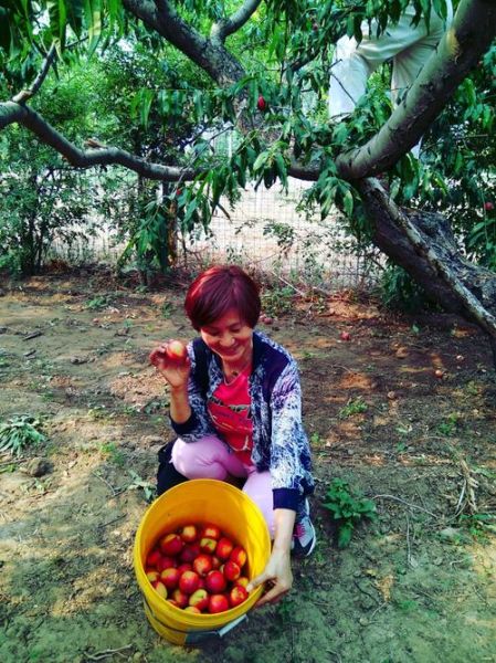 摘油桃作文怎么写_油桃采摘作文开头技巧-第3张图片-星辰妙记