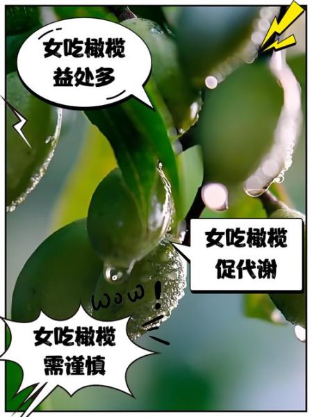 孕妇能吃橄榄吗_孕期吃橄榄的好处与禁忌-第2张图片-星辰妙记