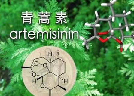 屠呦呦成功的原因_青蒿素发现过程-第2张图片-星辰妙记 屠呦呦成功的原因_青蒿素发现过程-第2张图片-星辰妙记