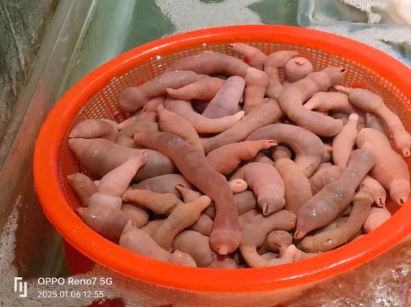 孕妇能吃海肠吗_海肠对孕妇的影响-第3张图片-星辰妙记 孕妇能吃海肠吗_海肠对孕妇的影响-第3张图片-星辰妙记