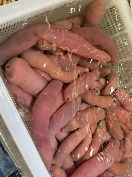 孕妇能吃海肠吗_海肠对孕妇的影响-第1张图片-星辰妙记 孕妇能吃海肠吗_海肠对孕妇的影响-第1张图片-星辰妙记