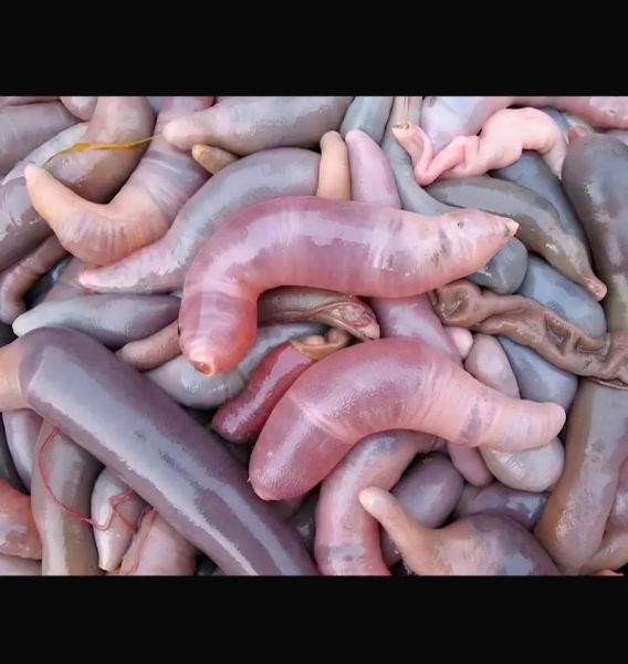 孕妇能吃海肠吗_海肠对孕妇的影响-第2张图片-星辰妙记 孕妇能吃海肠吗_海肠对孕妇的影响-第2张图片-星辰妙记