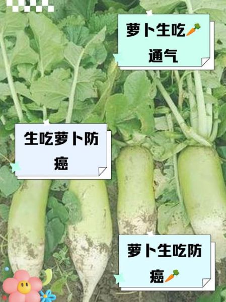 孕妇能吃生萝卜吗_生萝卜对胎儿有影响吗-第1张图片-星辰妙记 孕妇能吃生萝卜吗_生萝卜对胎儿有影响吗-第1张图片-星辰妙记