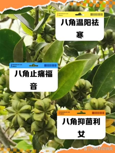 孕妇为什么不能吃八角_八角对孕妇的影响-第1张图片-星辰妙记 孕妇为什么不能吃八角_八角对孕妇的影响-第1张图片-星辰妙记