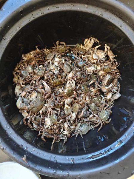 海边捉螃蟹技巧_去海边怎么抓螃蟹-第3张图片-星辰妙记 海边捉螃蟹技巧_去海边怎么抓螃蟹-第3张图片-星辰妙记