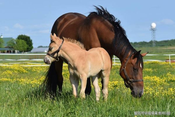 孕妇梦见马是什么意思_孕妇梦见马生男生女-第1张图片-星辰妙记 孕妇梦见马是什么意思_孕妇梦见马生男生女-第1张图片-星辰妙记