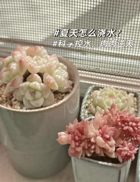 多肉植物怎么养_多肉植物多久浇一次水-第3张图片-星辰妙记 多肉植物怎么养_多肉植物多久浇一次水-第3张图片-星辰妙记