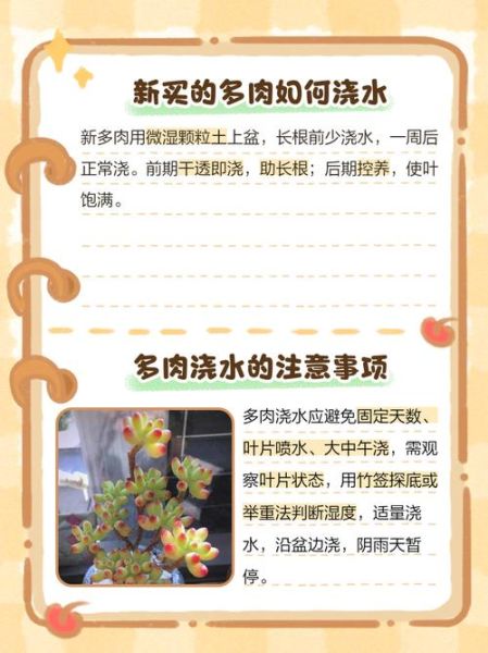 多肉植物怎么养_多肉植物多久浇一次水-第1张图片-星辰妙记 多肉植物怎么养_多肉植物多久浇一次水-第1张图片-星辰妙记