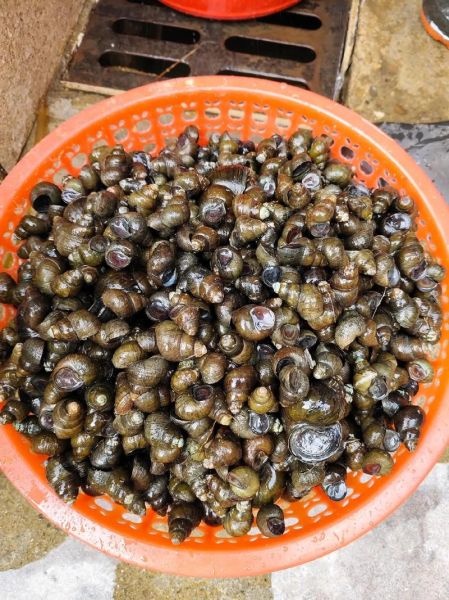 孕妇吃了石螺怎么办_对胎儿有影响吗-第3张图片-星辰妙记 孕妇吃了石螺怎么办_对胎儿有影响吗-第3张图片-星辰妙记