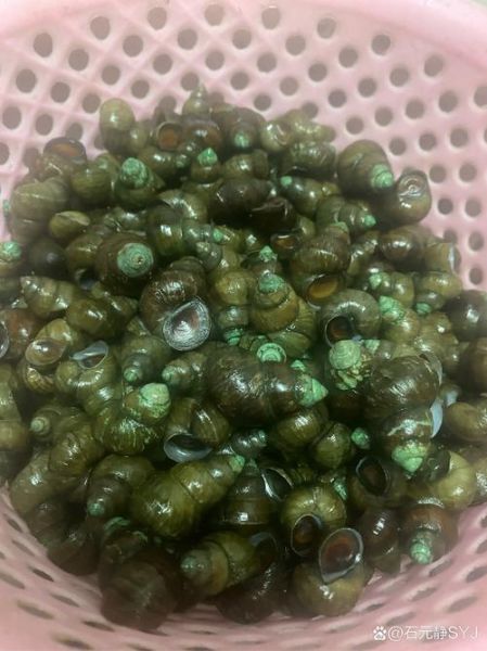 孕妇吃了石螺怎么办_对胎儿有影响吗-第1张图片-星辰妙记 孕妇吃了石螺怎么办_对胎儿有影响吗-第1张图片-星辰妙记