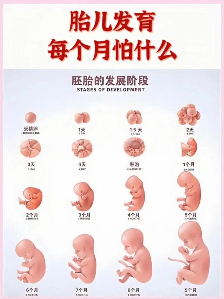 十月孕妇的肚子有多大_怀孕十个月肚子变化图-第2张图片-星辰妙记 十月孕妇的肚子有多大_怀孕十个月肚子变化图-第2张图片-星辰妙记