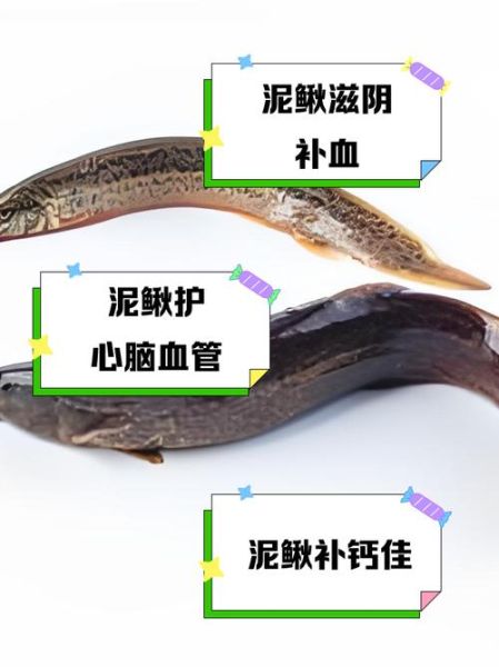 孕妇能吃泥鳅吗_孕妇吃泥鳅对胎儿好吗-第1张图片-星辰妙记
